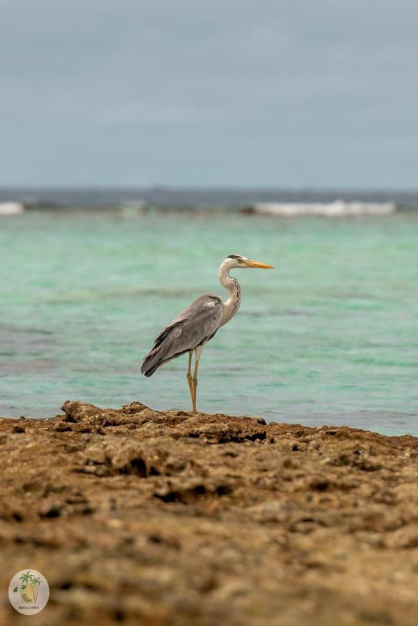 Shifa Lodge Maldives Feridhoo Exteriör bild
